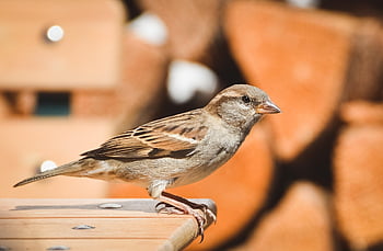 Vrabec, pták, zvíře, ptačí, ornitologie, volně žijících živočichů, pozorování ptáků, Příroda