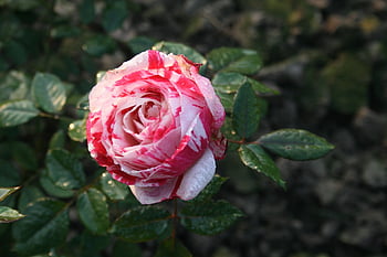 variegated, rose, bloom, blossom, floral, multicolored, beautiful Flowers, flower, rose Flower, flower Wallpaper, vibrant