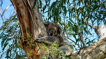 koala, animal, nature, tree, marsupial, mammal, wildlife, eucalyptus, australia