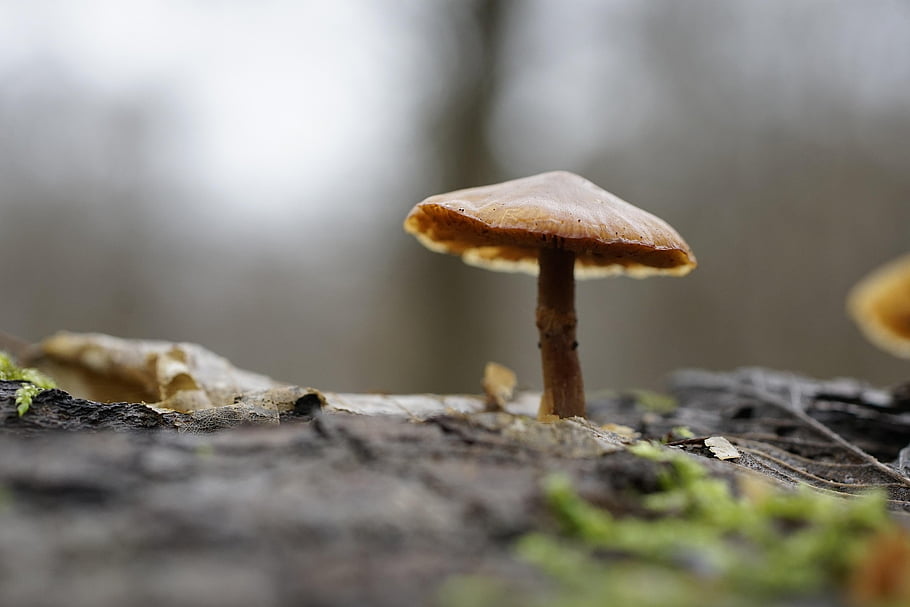 mushroom, fungus, outdoors, forest, nature, decay