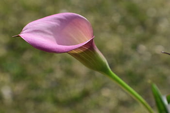 calla lily, květ, flóra, květinové pozadí, květinové tapety, rostlina, krásné květiny, jaro, Příroda, velikonoční květina
