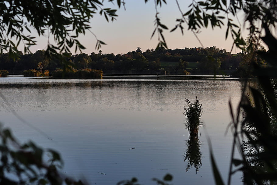 italy, nature Reserve, lake, nature, plants, wilderness, outdoors