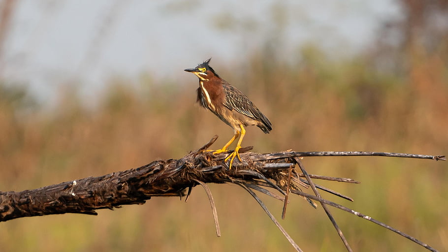 green Heron, bird, log, nature, wildlife, animal, avian, brown Bird, trees