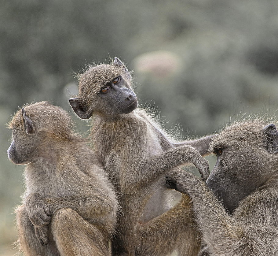 baboons, apes, mammal, outdoor, nature, african Wildlife, kruger National Park, wildlife, animal, hd Wallpaper, portrait