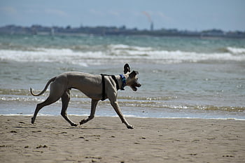 dog, greyhound, ride, whippet, pet, animal, canine, mammal, nature, beach, sea