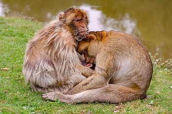 barbary Monkey, animals, family, barbary Macaque, monkeys, baby Monkey, primates, mammals, wildlife, sleep, cuddle