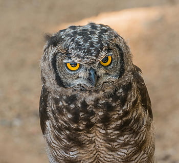 brown and black owl, close-up photography, vivid eyes, captivating owl, outdoors, owl portrait, observant owl, nature photography, wildlife photography, bird photography, detailed owl