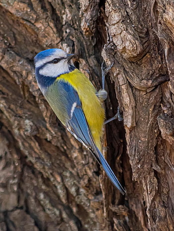blue Tit, bird, tree, feathers, plumage, ave, avian, ornithology, birdwatching, animal, animal World