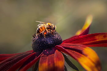 včela západní, žlutý květ, opylování, Evropská včela medonosná, apis mellifera, hymenoptera, entomologie, čmelák, včela, hmyz, Příroda