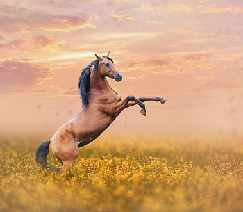 horse, meadow, rearing, pony, nature, mare, wild Horse, pasture