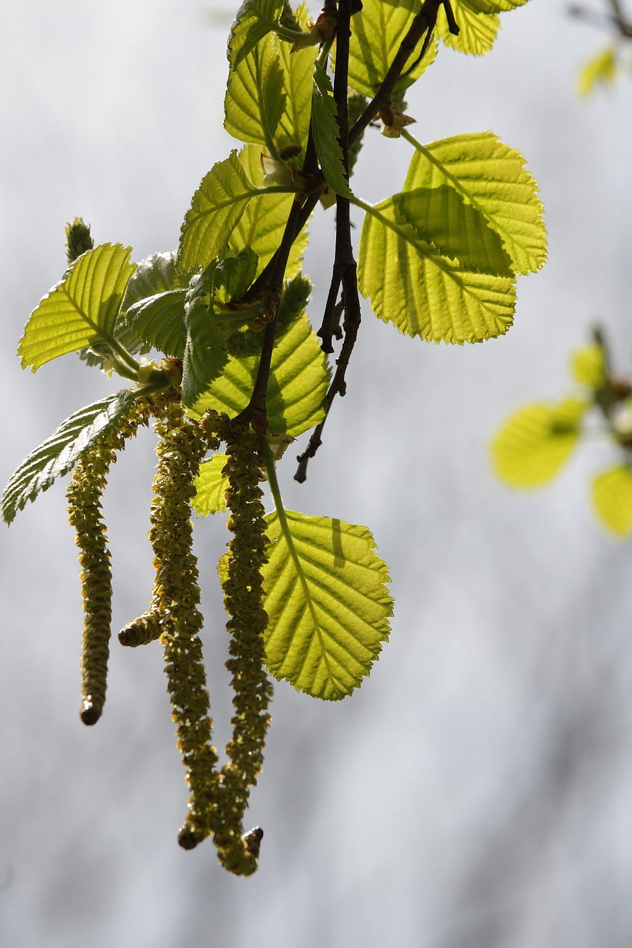 leaves, foliage, nature, flora, spring, new, life, brunch, blooming