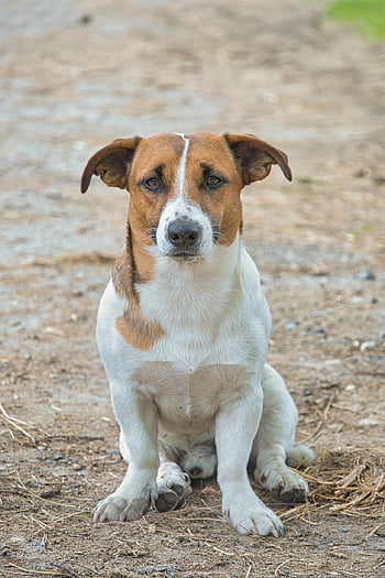 jack Russel, jack Russel Terrier, dog, nature, cute, portrait, terrier, russel, pet, animal, view