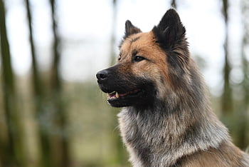 Eurasier Shoreline, Pes, zvíře, eurasier, savec, psí, domácí zvíře, domácí, Příroda, portrét, rozkošný