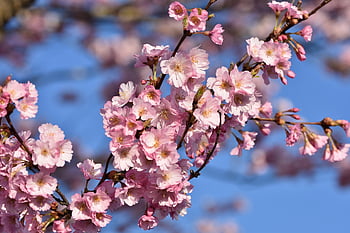 sakura, flower, cherry Blossoms, pink Petals, petals, blossom, bloom, nature, flora, up Close