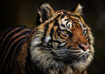 harimau, licik, kucing garong, cambang, harimau sumatera, predator, alam, pemburu, mamalia, hewan, margasatwa