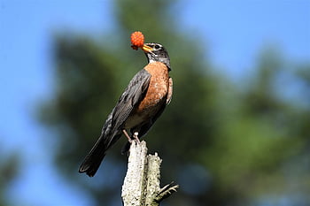 americký robin, červenka, pták, fotografování ptáků, strakaté towhee, Příroda, volně žijících živočichů, fotografování divoké zvěře, pozorování ptáků, fotografování, birding