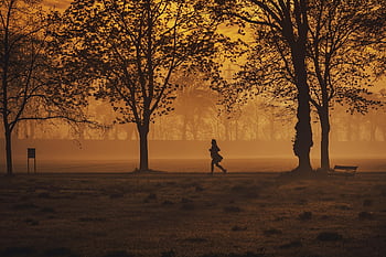jogger, trees, park, silhouette, running, sport, sunset, nature, landscape, orange, sundawn