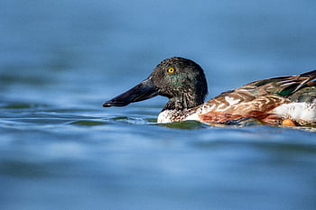 burung, air, renang, mengamati burung, margasatwa, hewan, berburu, penangkapan ikan, bulu, danau, sungai