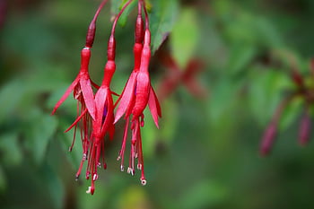 fuchsie, Šarlatová fuchsie, červené květy, kalichy, okrasný keř, Příroda, zblízka