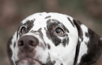 animal, dog, dalmatian, mammal, breed, canine, pet, nature, macro