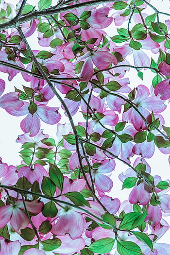 Blooming Dogwood Tree, pink dogwood flowers, spring bloom, nature's beauty, dogwood blossoms, floral display, spring flowers, tree blossoms, pink blooms, green leaves, natural beauty
