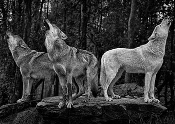 灰色のオオカミ、 オオカミ、 森林、 犬歯、 捕食者、 ハウリング、 ほ乳類、 野生動物、 動物たち、 自然、 黒と白