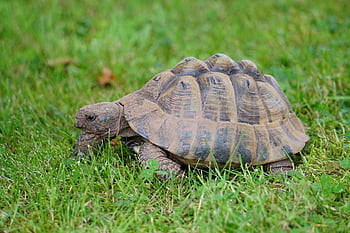 želva, zvíře, plaz, řecká želva, Želva ostruhatá, fauna, Příroda