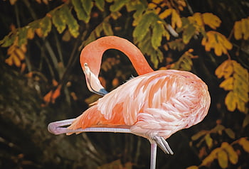 นกกระเรียน, นก, หลายสี, มีสีสัน, ขน, ภาคภูมิใจ, ธรรมชาติ, Tierpark Hellabrunn