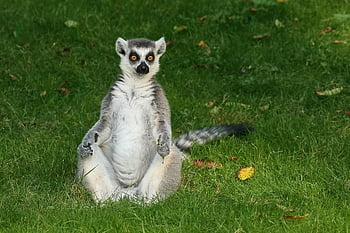 lemur, ring Tailed Lemur, grass, nature, animal, wildlife, zoo