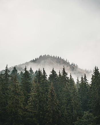 Green Mountain, thick fog, foggy mountain peaks, lush evergreen forest, serene view, evergreen trees, mountain landscape, natural scenery, misty mountains, forested hills, tranquil nature