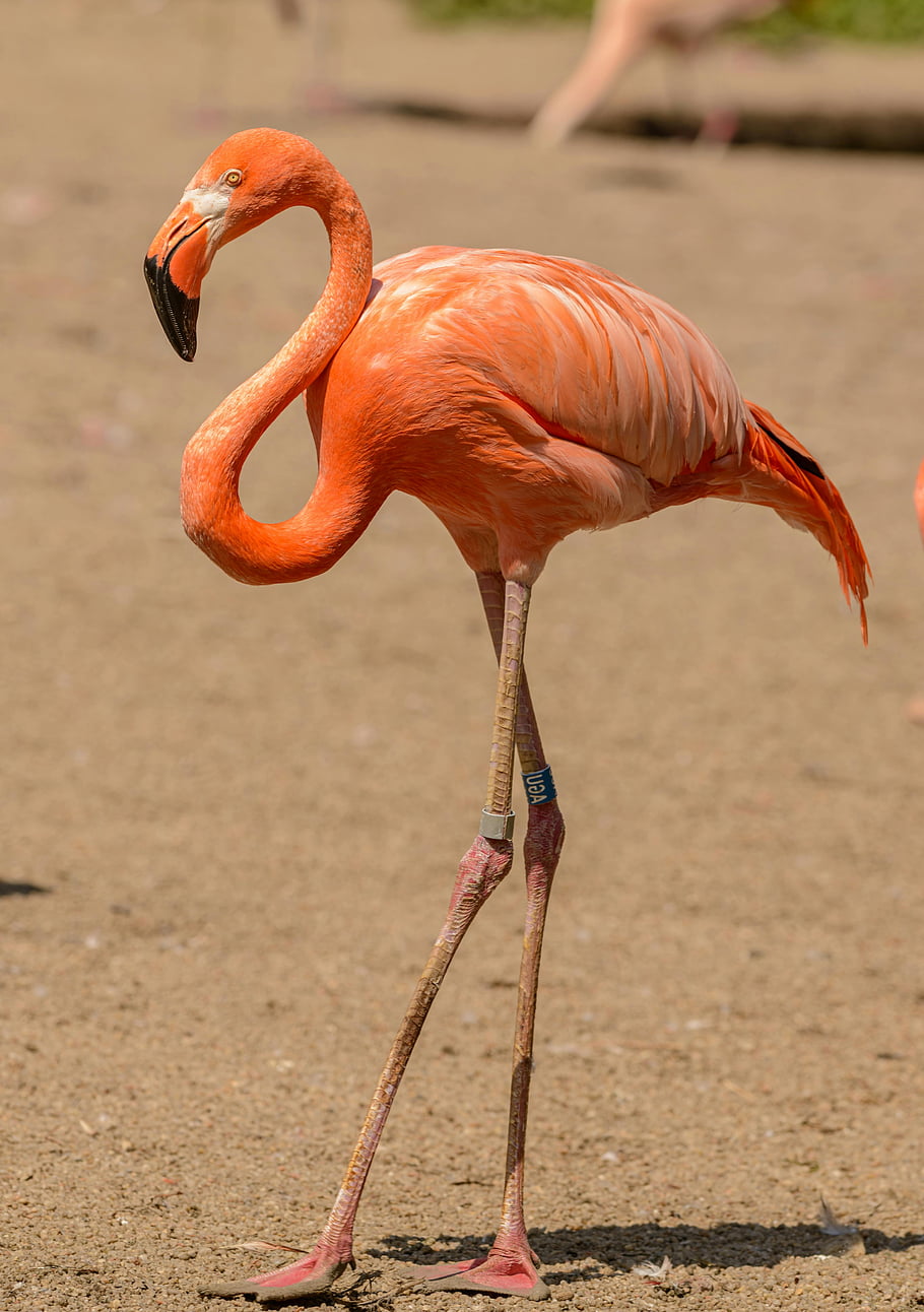 pink flamingo, flamingo on sand, bright pink flamingo, flamingo outdoors, flamingo standing, sand, outdoor flamingo, pink bird, flamingo in sand, flamingo habitat, flamingo wildlife