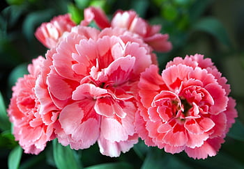 carnations, flowers, pink Flowers, petals, blossom, bloom, pink Petals, flora, nature