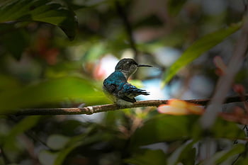 ape colibrì, uccello, ramo, arroccato, colibrì, mellisuga helenae, Colibrì di Helena, zunzuncito, animale, natura, piume