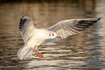 gull, bird, wing, landing, escape, nature, flying, lake, water, reflection, flight