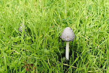 tráva, mokré, Příroda, houba, coprinus comatus, podzim