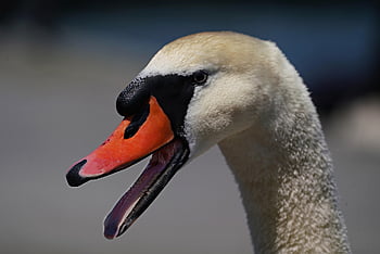 labuť, spravovat, zobák, pták, Příroda, jezero, zvíře, voda, vodní ptáci, fauna, portrét