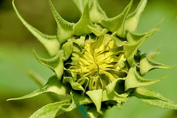 ひまわり、 つぼみ、 花、 咲く、 工場、 成長、 植物学、 フローラ