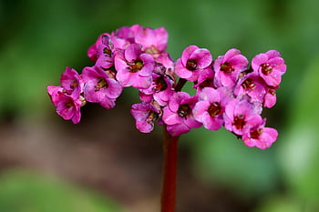 Bergenie, tlustý Bergenia, bergenia crassifolia, krásné květiny, květenství, růžové květy, okvětní lístky, květinové pozadí, květ, Příroda, květinové tapety