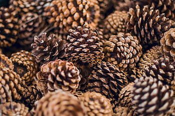 pine cones, detailed close-up, natural texture, pattern showcase, various pine cones, close-up photograph, natural pine cones, pine cone texture, pine cone pattern, detailed texture, natural pattern