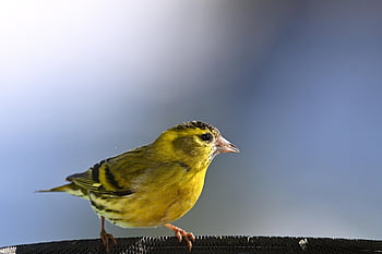 シスキン、 ユーラシアシシン、 鳥、 鳴き鳥、 冬、 餌場、 自然、 野生動物、 鳥類