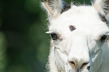 llama, nature, animal, mammal, llama Head, face, eyes, animal World, fur, close Up, animal Photography