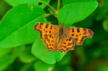 perlemor sommerfugl, sommerfugl, edelfalter, insekt, vinge, entomologi, vanessa atalanta, dyreliv, økosystem, flora, natur