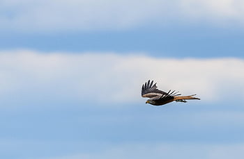 punainen leija, petolintu, milvus milvus, Milvus, leija, saalistaja, luonto, ornitologia, villieläimet, saalis, Raptor