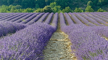 lavender, flowers, lavender Fields, flora, flowering Plants, plants, nature, provence, south Of France, france, tourism