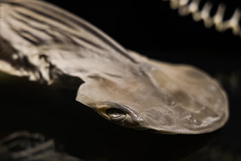 shark, fossil, skeleton, animal