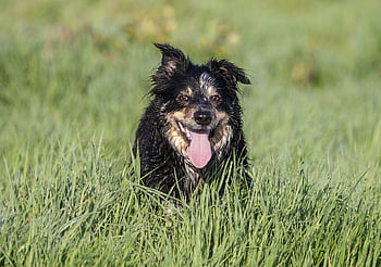 ボーダーコリー、 犬、 牧羊犬、 ペット、 境界、 動物、 黒、 ハッピー、 自然、 草、 歩く