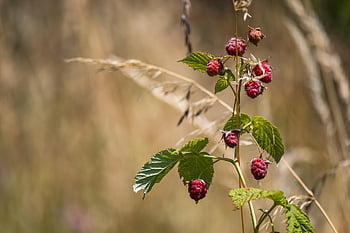 raspberry, raspberry Bush, bush, berries, fruit, food, ripe, fresh, healthy, vitamins, sweet