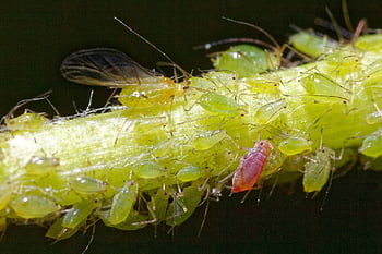 aphid, insects, greenfly
