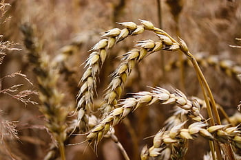 wheat, field, cereals, wheat Field, barley, crops, wheat Crops, arable Land, agriculture, farm, farming