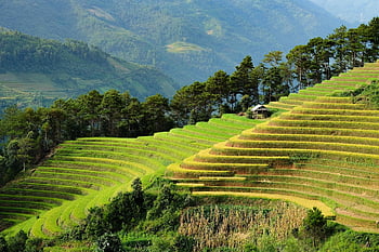ベトナム、 自然、 テラス、 旅行、 風景、 アジア